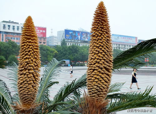 景观建筑学之,为何阳台不宜正对大门和厨房,而且最好要有窗户