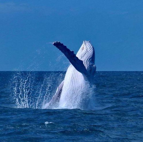 澳大利亚海岸发现罕见的白色座头鲸,全球仅发现4头