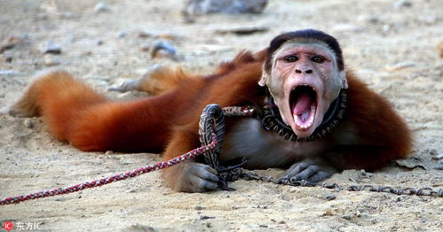 巴基斯坦猴子被训练卖艺 戴镣铐每天能挣3美元 