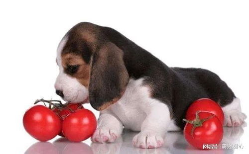 狗狗不能吃的6种蔬菜,严重可以导致死亡,都是餐桌上常见的