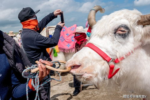 鼻圈 用它牵住牛鼻子,青藏高原凶猛的白牦牛都变温顺了