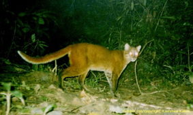 印度森林内同时发现花豹等7种猫科动物 图 