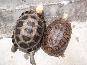 请问养一只缅甸陆龟合法吗？