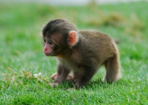 想买一只宠物猴子哪里有卖多少钱一只袖珍石猴繁殖基地石猴市场价多少钱一只