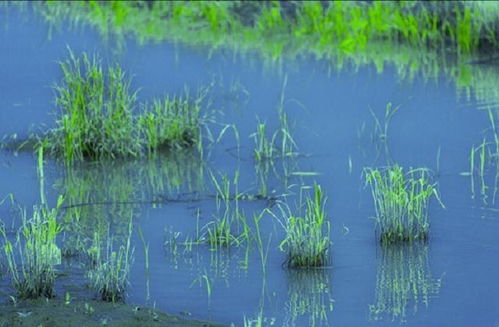 池塘养鱼种水草,能给鱼有什么好处 种植的要点 处理你知道吗