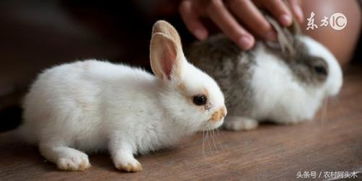饲养兔子的几种兔常见病应急的土方治疗办法 
