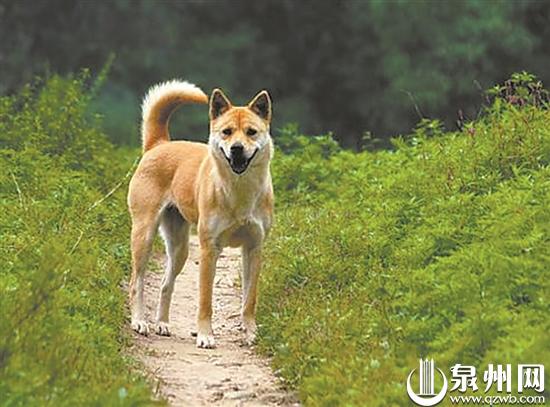 泉州 城区禁养藏獒土狗等53种烈性犬 两个月内须自行处理