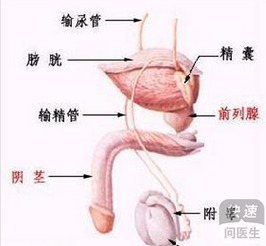 为何青壮年易得前列腺炎(青年为什么会得前列腺炎)