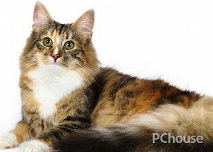缅因猫多少钱一只 缅因猫怎么养 缅因猫生活习性 家居百科 