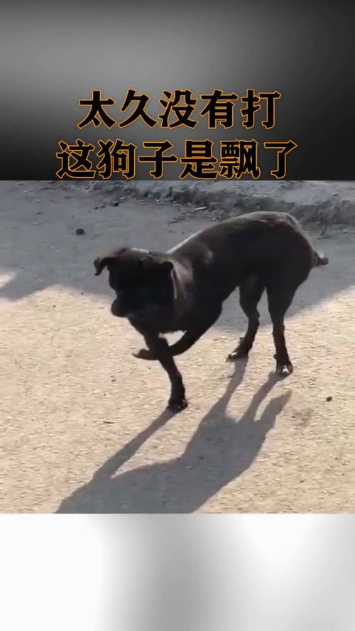 太久没有打这狗子飘了 