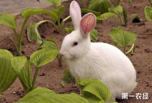 兔子怎么管理 秋季兔子养殖的管理技巧