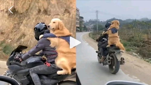 男子背着大狗骑摩托车跨300公里回家过年 和狗狗有感情了