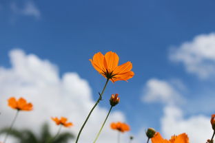 云想衣裳意，花想容——探寻自然与美的和谐共鸣，“云想衣裳花想容”