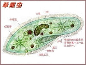 关于草履虫的知识(关于草履虫的题目带答案)