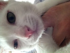 小猫一只眼睛睁不大,我每天两次涂了红霉素眼膏,用了两天,小猫一只眼睛仍睁不大 