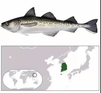 2019年韩国进口阿拉斯加鳕鱼数量总体水平下滑