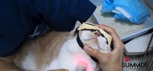 一例猫吸入性肺炎激光治疗病例分享