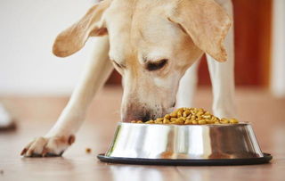 为什么狗狗会患肠胃炎,又有什么症状 了解原因才能决定治疗措施