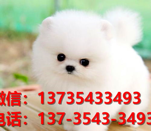 徐州宠物狗狗犬舍出售纯种比熊犬卖狗买狗地方哪有狗市场