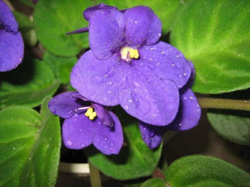 紫罗兰花色高贵优雅,若是能养在家里,格局立马提升不少