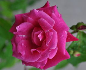 蔷薇的别称和雅称 蔷薇在古代的雅称