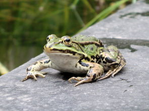 我最新发现一个新的青蛙品种 鳄蛙 ,请大家点评
