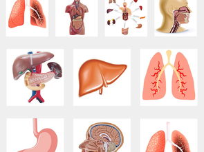 人体内脏器官科技药品海报画册PNG素材图片设计 高清模板下载 59.77MB 大全 