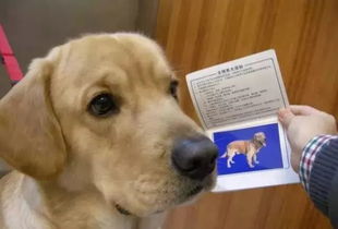天津或出养犬新规 已有800人被罚 你还敢说 我的狗不咬人吗