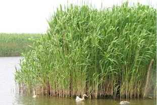 宁河有三宝 银鱼 紫蟹 芦苇草