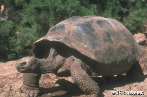 时隔115多年后,灭绝的 巨型乌龟 重现人间,是喜还是忧