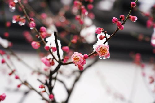 雪和梅花最配,疫情结束一起去杭州植物园看梅花吧