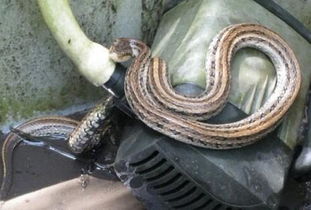 家里出现蛇是什么征兆,农村家里进蛇，是什么原因导致的？有什么寓意？怎么预防蛇进屋？