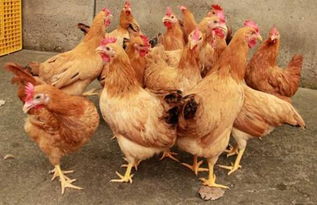 鸡场的淘汰蛋鸡为什么不能为人食用
