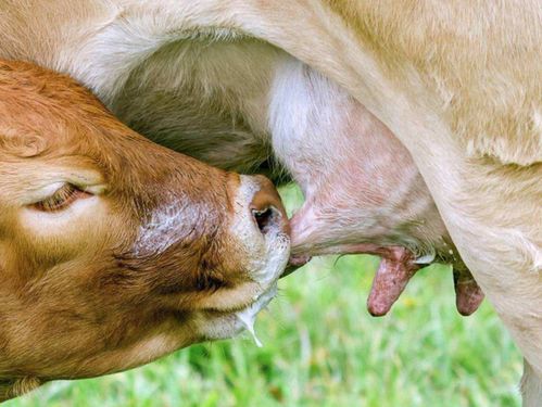 怀孕母牛不吃食怎么回事 怀孕母牛突然不爱吃食怎么办 原因在这