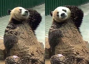 大熊猫不改熊孩子本性,用沙子给自己洗澡,熊猫 谁还不是个宝宝 唔哩头条 
