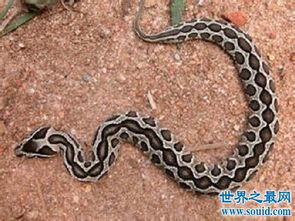中国十大毒蛇排名新鲜出炉 严重的可能会导致身亡 