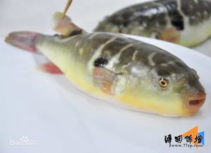 漳浦注意 关于清明前后吃河豚鱼的提醒 