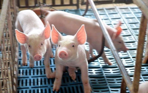 猪多少天出栏 养猪50只一年赚多少钱