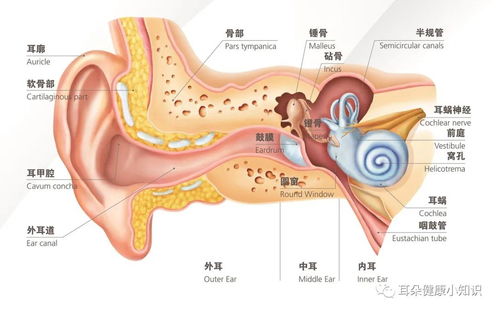 3月3日爱耳日科普 如何降低听力损失风险
