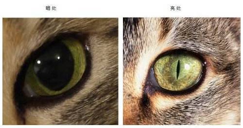 猫不仅瞳孔是竖着的,它还是近视 远视和色盲 