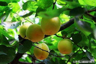 关于摘杏子的诗句