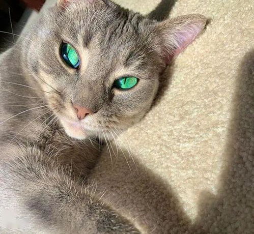 这只猫天生拥有绿色眼睛,第一眼看到就让人爱了