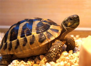 陆龟多久长大？