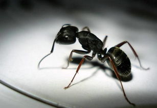 蚂蚁最喜欢吃什么(蚂蚁最喜欢吃什么食物图片)