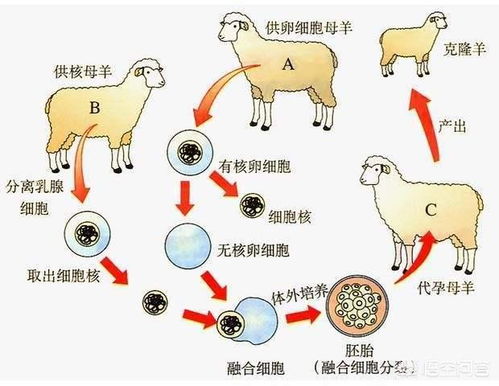 为什么不能通过克隆的方式让恐龙重生