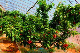 樱桃如何通过大棚种植,樱桃可以大棚培育，管理方法很重要，怎样控制好温度