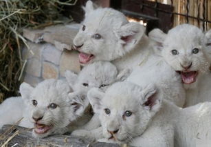 乌克兰罕见 五胞胎 白狮宝宝 雄狮爸爸却不高兴