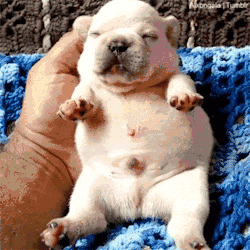 刚出生不久的小奶狗果然是这世界上最萌的生物 