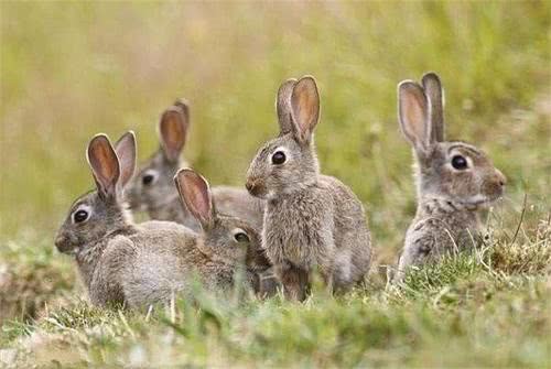 澳洲野兔曾泛滥成灾,治理百年仍处理不了,为何不选择出口中国
