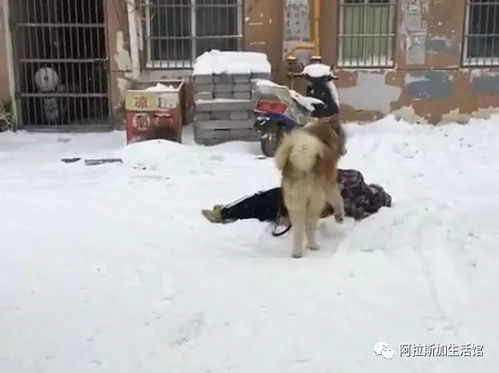 男子测试晕倒后狗狗什么反应,却忘了这是一只阿拉斯加犬,全程尴尬